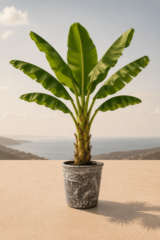 Handgemaakte keramische Enarete plantenpot in Oceanic Coral met bananenplant op een terras en dieptezicht op een heuvelachtig landschap