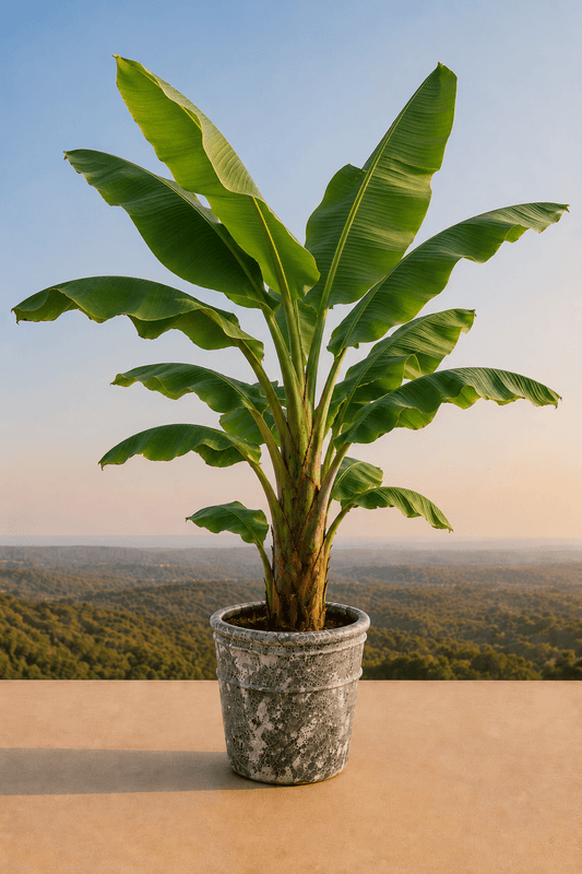 Handgemaakte keramische Enarete plantenpot in Relic Jade met bananenplant op een terras met dieptezicht op een veld