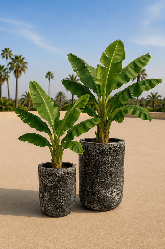 Set van twee handgemaakte Fuji plantenpotten in Relic Black met bananenplanten op een zonnig terras met palmbomen op de achtergrond