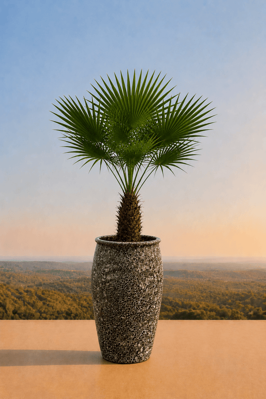 Handgemaakte keramische Panarea plantenpot in Relic Black met waaierpalm op een terras en dieptezicht op een heuvelachtig veld