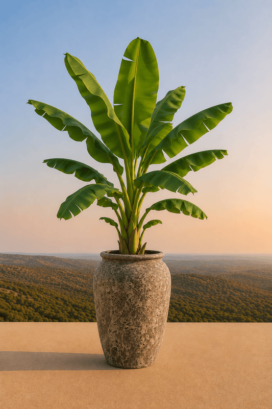 Mondgeblazen keramische Ambang plantenpot in Oceanic Coral met bananenplant op een terras en dieptezicht op een heuvelachtig veld
