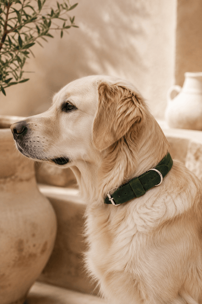 Brede halsband ingroen hoogwaardige afwerking LMA Animal Store