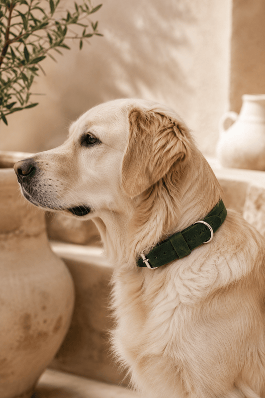Brede halsband ingroen hoogwaardige afwerking LMA Animal Store