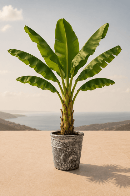 Handgemaakte keramische Enarete plantenpot in Oceanic Coral met bananenplant op een terras en dieptezicht op een heuvelachtig landschap
