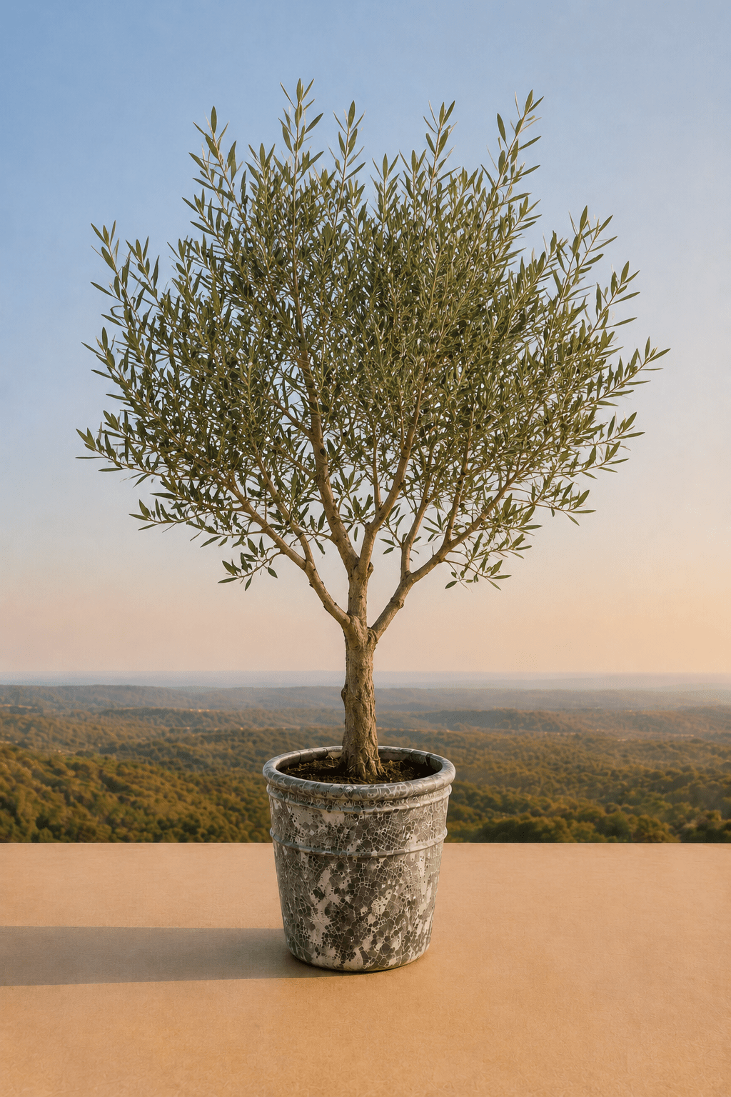 Handgemaakte keramische Enarete plantenpot in Oceanic Coral met olijfboom op een terras en dieptezicht op een heuvelachtig veld
