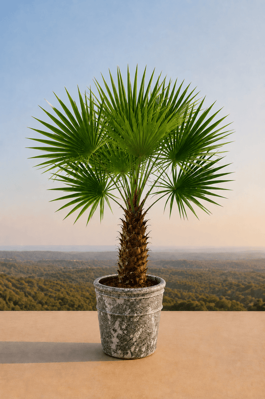 Handgemaakte keramische Enarete plantenpot in Relic Jade met waaierpalm op een terras met dieptezicht op een veld
