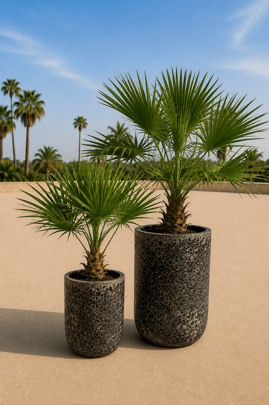 Set van twee handgemaakte Fuji plantenpotten in Relic Black met palmvarens op een zonnig terras met palmbomen op de achtergrond
