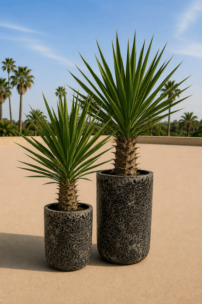 Set van twee handgemaakte Fuji plantenpotten in Relic Black met yuccaplanten op een zonnig terras met palmbomen op de achtergrond
