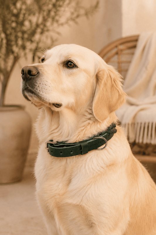 Gevlochten groene leren design halsband 