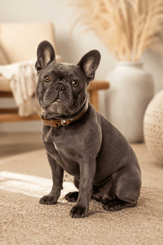 Leren halsband bruin hoogwaardige afwerking LMA Animal Store