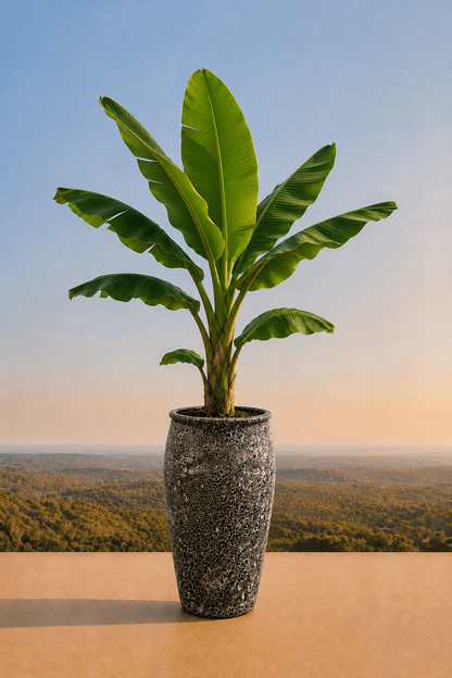 Handgemaakte keramische Panarea plantenpot in Oceanic Coral met bananenplant op een terras en dieptezicht op een heuvelachtig veld
