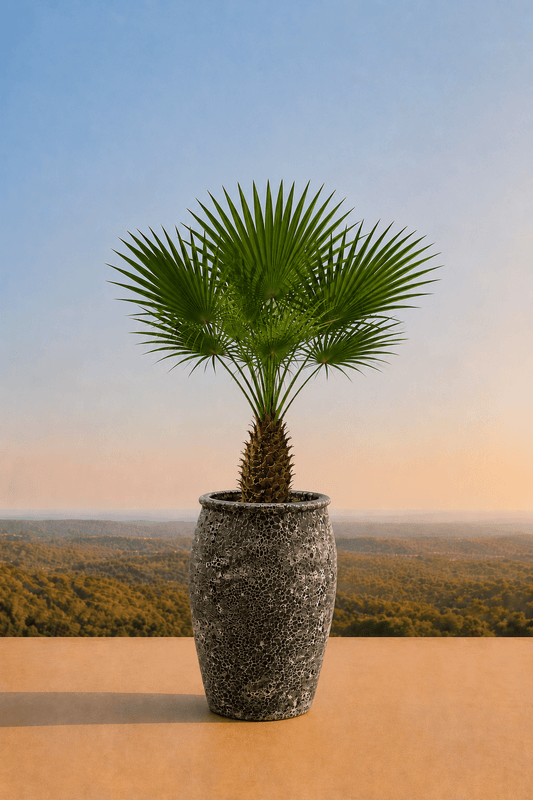 Handgemaakte keramische Panarea plantenpot in Oceanic Coral met waaierpalm op een terras en dieptezicht op een heuvelachtig veld
