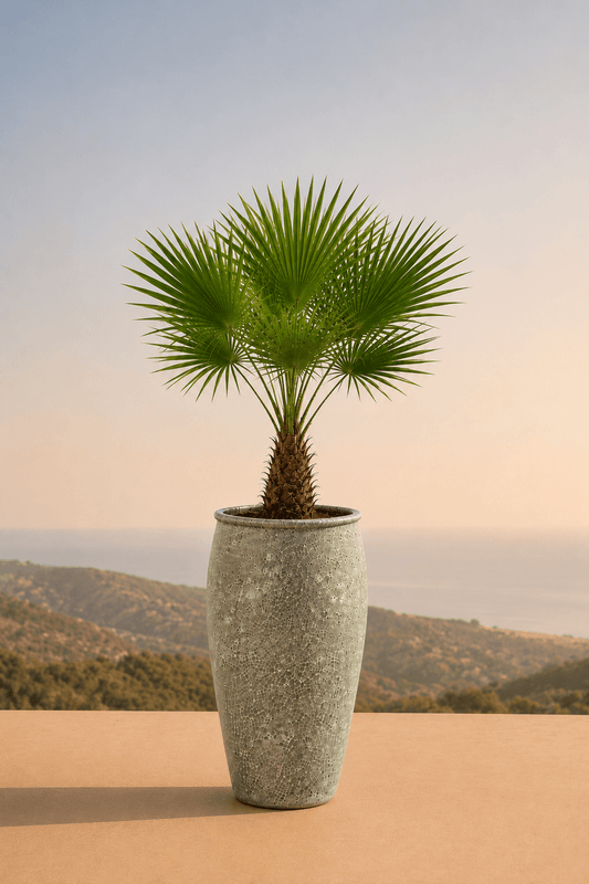 Handgemaakte keramische Panarea plantenpot in Relic Jade met waaierpalm op een terras en dieptezicht op een heuvelachtig veld
