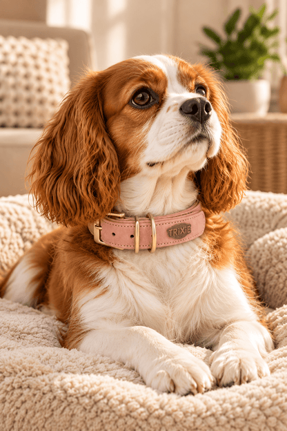 Cavalier King Charles-spaniël met roze Trixie Pure leren hondenhalsband van gevoerd nubuckleer, maat S-M, in een stijlvolle beige woonkamer.