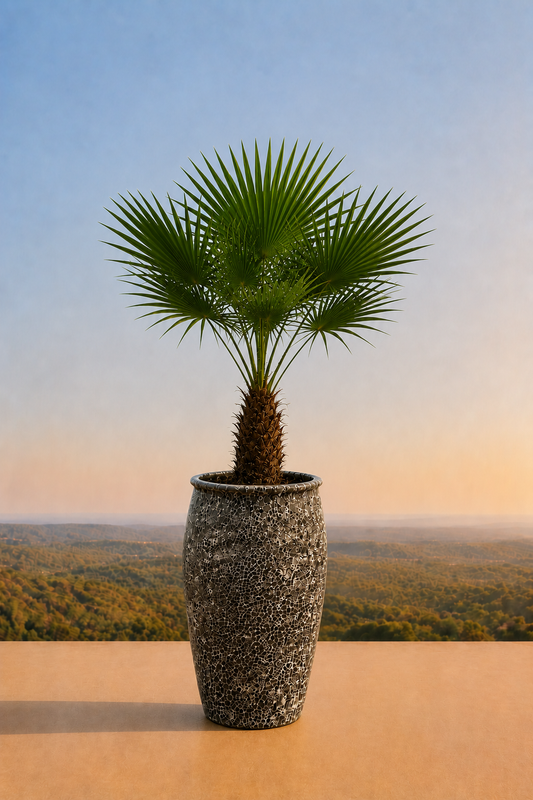 Vietnamese panarea plantenpot relic black
